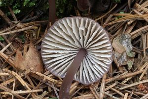 Helmovka hnědopurpurová - Mycena purpureofusca (Peck) Sacc. 1887