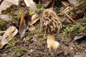 Klikni pro velký obrázek