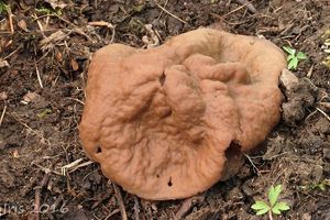 Klikni pro velký obrázek