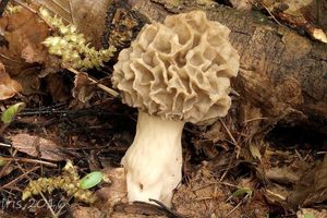 Klikni pro velký obrázek