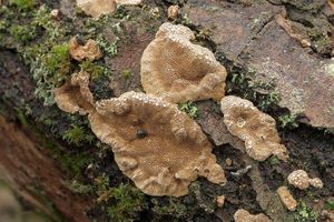 Ohňovec škeblovitý - Phellinus conchatus (Pers.) Quél.