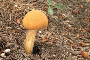 Klikni pro velký obrázek