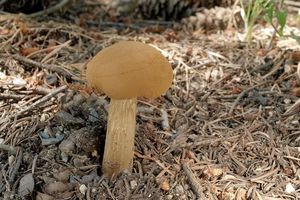 Klikni pro velký obrázek