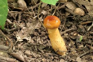 Klikni pro velký obrázek