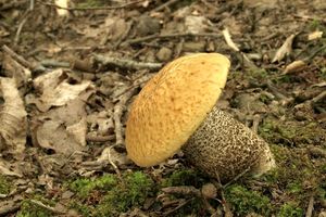 Klikni pro velký obrázek