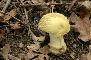 Muchomůrka drsná - Amanita franchetii (Boud.) Fayod 1889