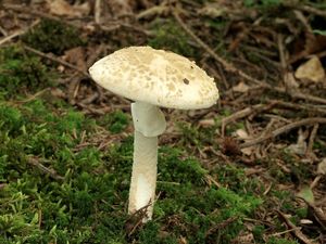 Muchomůrka drsná - Amanita franchetii (Boud.) Fayod 1889