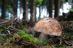 Klikni pro velký obrázek