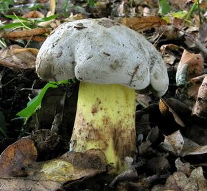 Hřib medotrpký - Caloboletus radicans (Pers.) Vizzini 2014