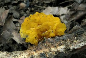 Rosolovka mozkovitá - Tremella mesenterica Retz. 1769