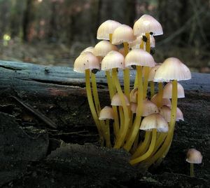 Helmovka žlutonohá - Mycena renati Quél. 1886