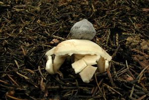 Hvězdovka smrková - Geastrum quadrifidum