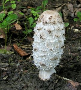 Hnojník obecný - Coprinus comatus (O.F. Müll.) Pers. 1797