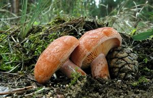 Ryzec borový - Lactarius pinicola Smotl. ex Z. Schaef. 1970