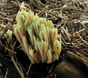 Kuřátka nazelenalá - Ramaria apiculata ( Fr.) Donk.