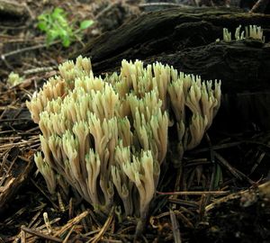 Kuřátka nazelenalá - Ramaria apiculata (Fr.) Donk 1933