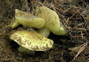 Čirůvka zelánka - Tricholoma equestre (L.) P. Kumm. 1871