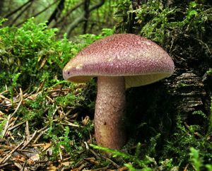 Šafránka červenožlutá - Tricholomopsis rutilans (Schaeff.) Singer 1939