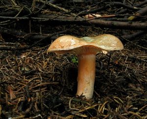 Ryzec smrkový - Lactarius deterrimus Gröger 1968