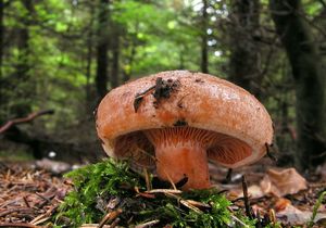 Ryzec smrkový - Lactarius deterrimus Gröger 1968