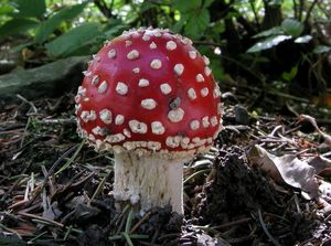 Muchomůrka červená - Amanita muscaria (L.) Lam. 1783