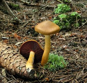 Pavučinec polokrvavý - Cortinarius semisanguineus (Fr.) Gillet 1876