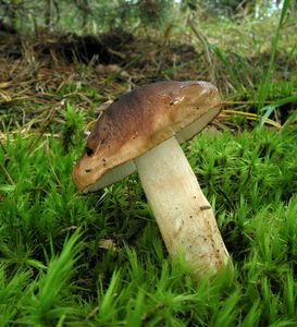 Klikni pro velký obrázek