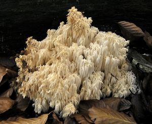 Korálovec jedlový - Hericium alpestre Pers. 1825