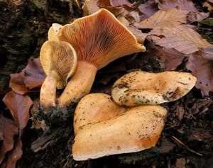 Ryzec lososový - Lactarius salmonicolor R. Heim & Leclair