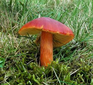 Voskovka granátová - Hygrocybe punicea (Fr.) P. Kumm. 1871