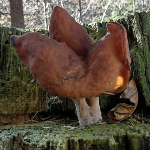 Ucháč čepcovitý - Gyromitra infula (Schaeff.) Quél. 1886