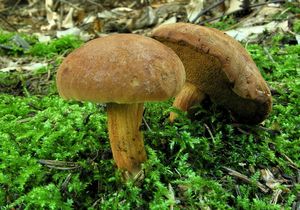 Hřib peprný - Chalciporus piperatus (Bull.) Bataille 1908