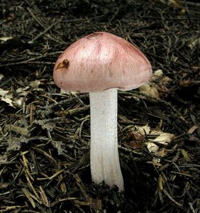 Šťavnatka načervenalá - Hygrophorus erubescens (Fr.) Fr. 1838