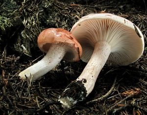 Šťavnatka načervenalá - Hygrophorus erubescens (Fr.) Fr. 1838