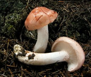 Šťavnatka načervenalá - Hygrophorus erubescens (Fr.) Fr. 1838