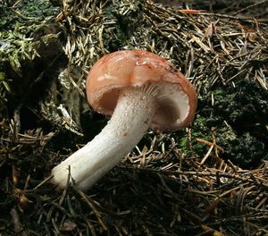 Šťavnatka načervenalá - Hygrophorus erubescens (Fr.) Fr.