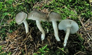 Šťavnatka tečkovaná - Hygrophorus pustulatus (Pers.) Fr. 1838