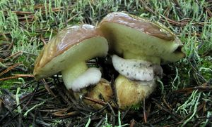 Klikni pro velký obrázek