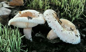 Ryzec pýřitý - Lactarius pubescens Fr. 1838