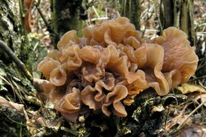 Rosolovka listovitá - Tremella foliacea Pers. 1800