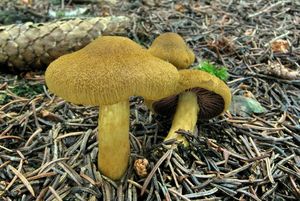 Klikni pro velký obrázek