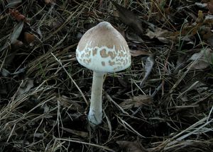 Bedla útlá - Macrolepiota mastoidea (Fr.) Singer 1951