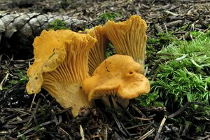 Liška obecná - Cantharellus cibarius Fr. 1821