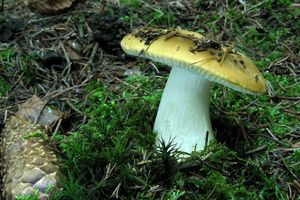 Holubinka hlínožlutá - Russula ochroleuca