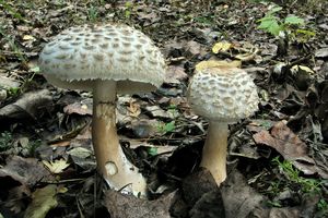 Bedla červenající - Chlorophyllum rachodes (Vittad.) Vellinga 2002