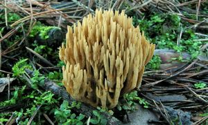 Kuřátka Invalova - Ramaria eumorpha (P. Karst.) Corner 1950