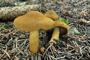 Pavučinec polokrvavý - Cortinarius semisanguineus (Fr.) Gillet