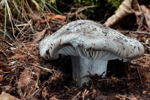 Šťavnatka březnovka - Hygrophorus marzuolus (Fr.) Bres. 1893