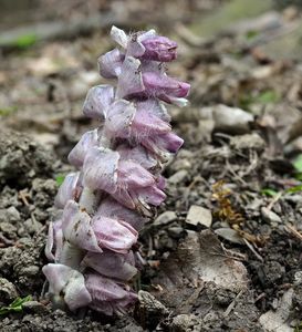 Podbílek šupinatý (Lathraea squmaria)