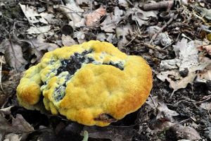 Hnědák Schweinitzův - Phaeolus schweinitzii (Fr.) Pat. 1900